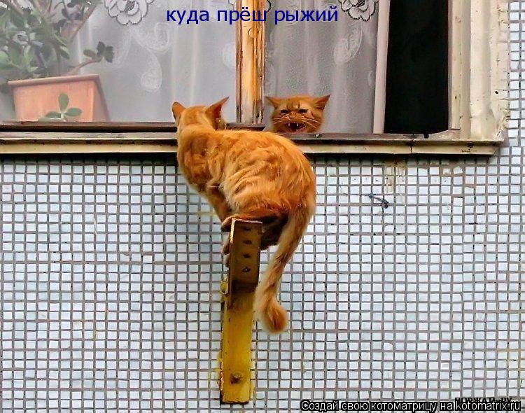 куда прёш рыжий... Котоматрица: куда прёш рыжий