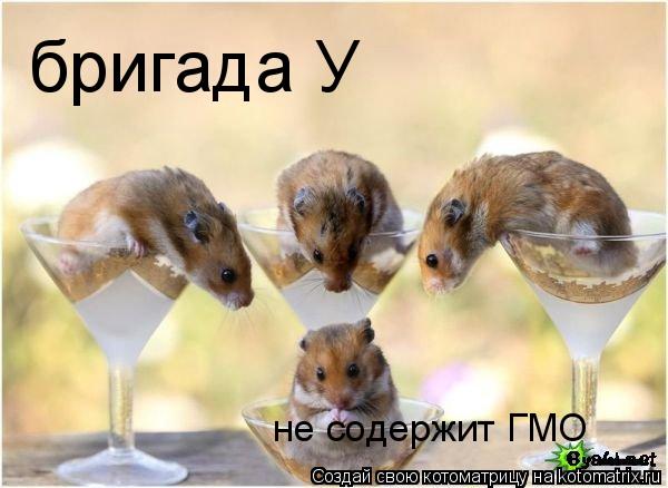 бригада У не содержит ГМО... Котоматрица: бригада У не содержит ГМО