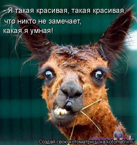 - Я такая красивая, такая красивая, что никто не замечает, какая я умная!... Котоматрица: - Я такая красивая, такая красивая, что никто не замечает, какая я умная!