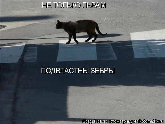НЕ ТОЛЬКО ЛЬВАМ ПОДВЛАСТНЫ ЗЕБРЫ... Котоматрица: НЕ ТОЛЬКО ЛЬВАМ ПОДВЛАСТНЫ ЗЕБРЫ