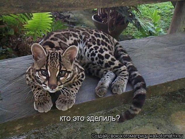 кто это зделиль?... Котоматрица: кто это зделиль?