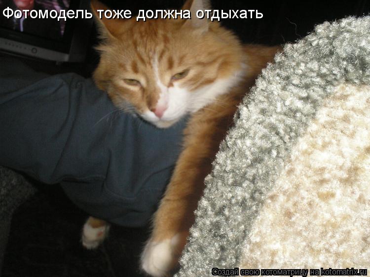 Фотомодель тоже должна отдыхать... Котоматрица: Фотомодель тоже должна отдыхать