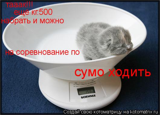 тааак!!! ещё кг.500 набрать и можно на соревнование по сумо ходить... Котоматрица: тааак!!! ещё кг.500 набрать и можно на соревнование по сумо ходить