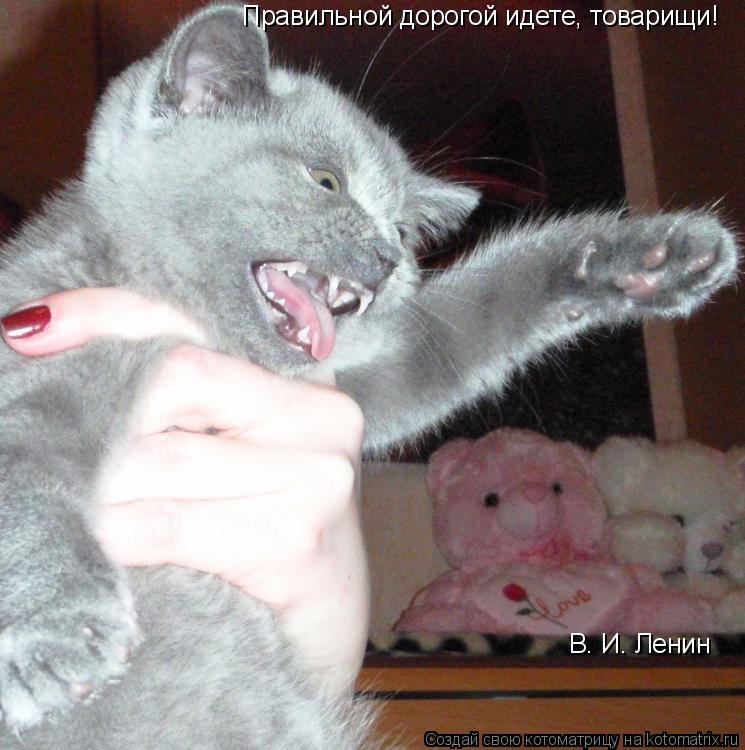 Правильной дорогой идете, товарищи! В. И. Ленин... Котоматрица: Правильной дорогой идете, товарищи! В. И. Ленин