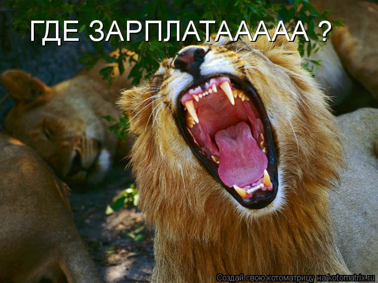 ГДЕ ЗАРПЛАТААААА ?... Котоматрица: ГДЕ ЗАРПЛАТААААА ?