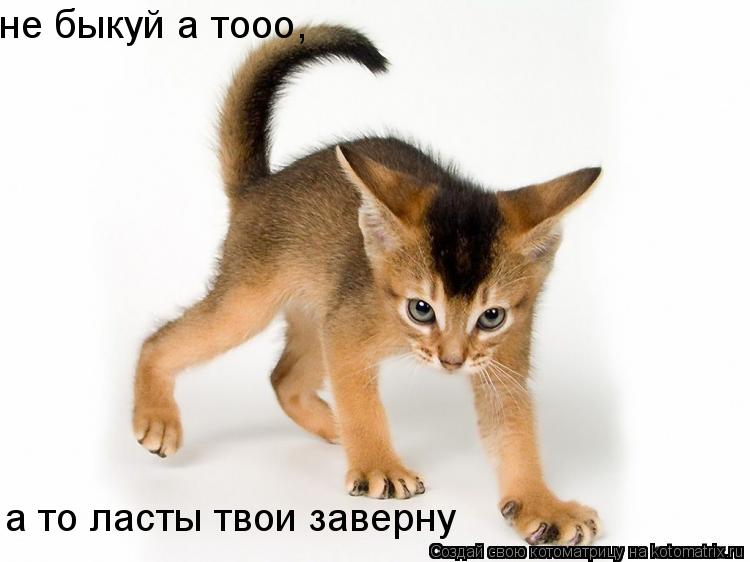 не быкуй а тооо, а то ласты твои заверну... Котоматрица: не быкуй а тооо, а то ласты твои заверну