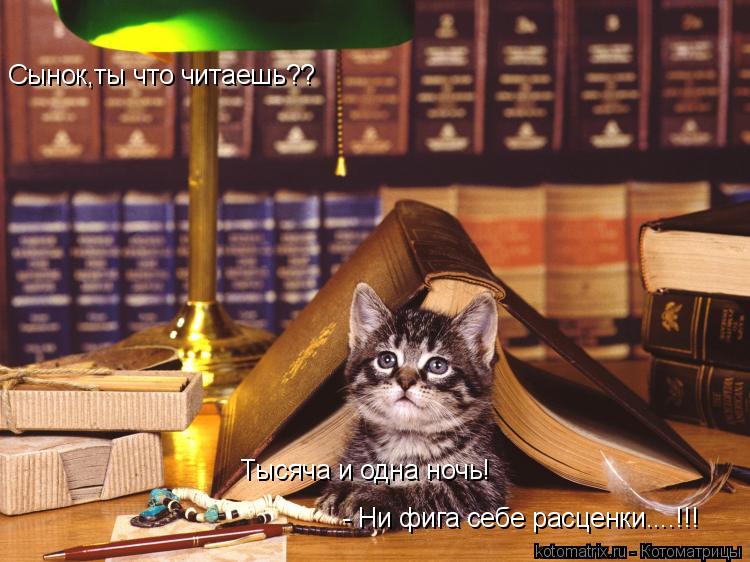 Сынок,ты что читаешь?? Тысяча и одна ночь! - Ни фига себе расценки....!!!... Котоматрица: Сынок,ты что читаешь?? Тысяча и одна ночь! - Ни фига себе расценки....!!!