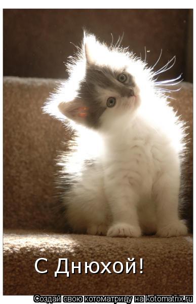 С Днюхой!... Котоматрица: С Днюхой!