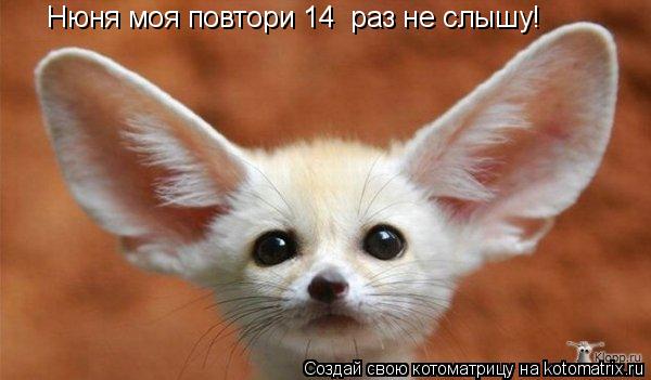 Нюня моя повтори 14 раз не слышу!... Котоматрица: Нюня моя повтори 14 раз не слышу!