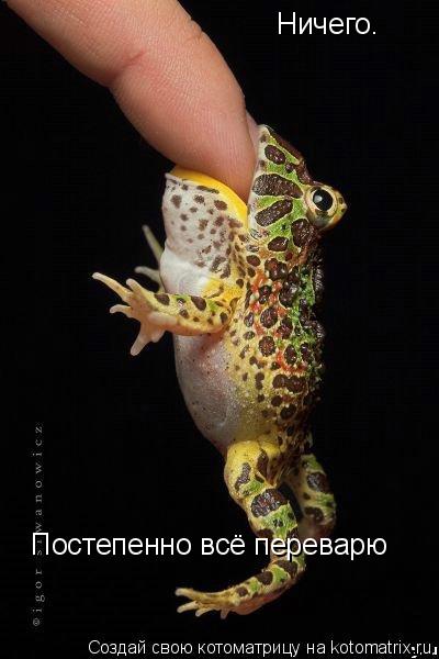 Ничего. Ничего. Постепенно всё переварю... Котоматрица: Ничего. Ничего. Постепенно всё переварю