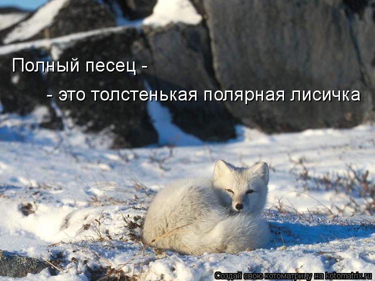 Полный песец - - это толстенькая полярная лисичка... Котоматрица: Полный песец - - это толстенькая полярная лисичка