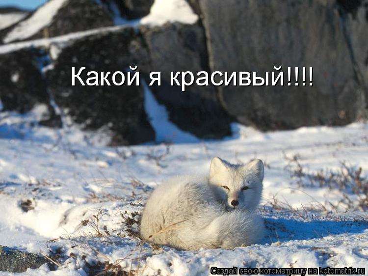 Какой я красивый!!!!... Котоматрица: Какой я красивый!!!!