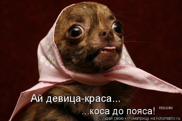 ...коса до пояса! Ай девица-краса...... Котоматрица: ...коса до пояса! Ай девица-краса...