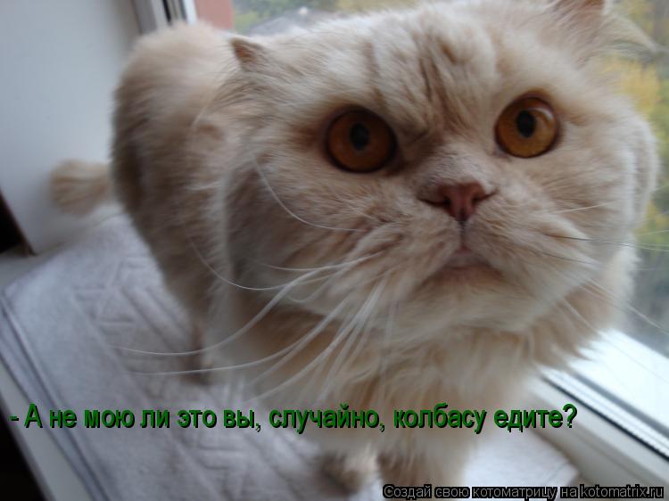 - А не мою ли это вы, случайно, колбасу едите?... Котоматрица: - А не мою ли это вы, случайно, колбасу едите?