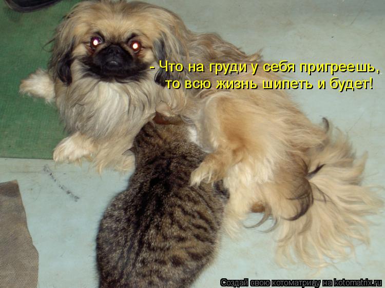 - Что на груди у себя пригреешь, то всю жизнь шипеть и будет!... Котоматрица: - Что на груди у себя пригреешь, то всю жизнь шипеть и будет!
