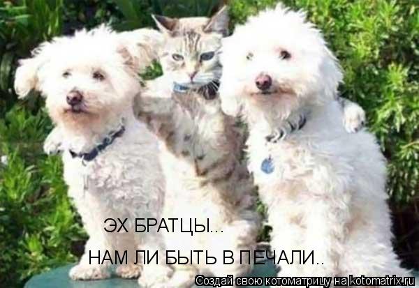 ЭХ БРАТЦЫ... НАМ ЛИ БЫТЬ В ПЕЧАЛИ..... Котоматрица: ЭХ БРАТЦЫ... НАМ ЛИ БЫТЬ В ПЕЧАЛИ..