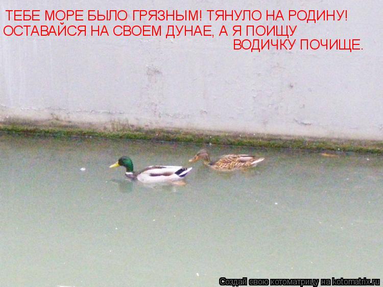 ТЕБЕ МОРЕ БЫЛО ГРЯЗНЫМ! ТЯНУЛО НА РОДИНУ! ОСТАВАЙСЯ НА СВОЕМ ДУНАЕ, А Я ПОИЩУ ВОДИЧКУ ПОЧИЩЕ.... Котоматрица: ТЕБЕ МОРЕ БЫЛО ГРЯЗНЫМ! ТЯНУЛО НА РОДИНУ! ОСТАВАЙСЯ НА СВОЕМ ДУНАЕ, А Я ПОИЩУ ВОДИЧКУ ПОЧИЩЕ.