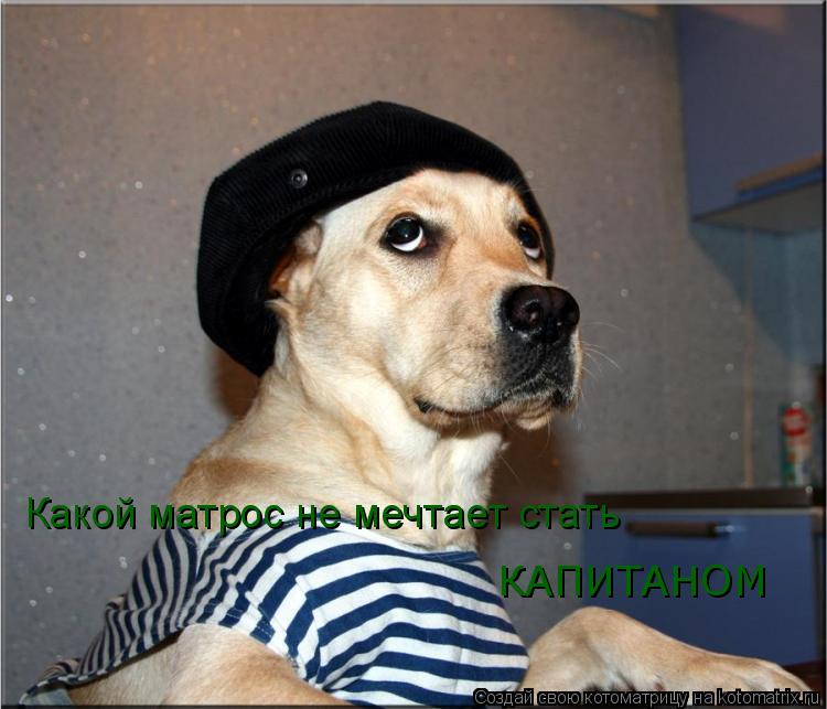 Какой матрос не мечтает стать КАПИТАНОМ... Котоматрица: Какой матрос не мечтает стать КАПИТАНОМ
