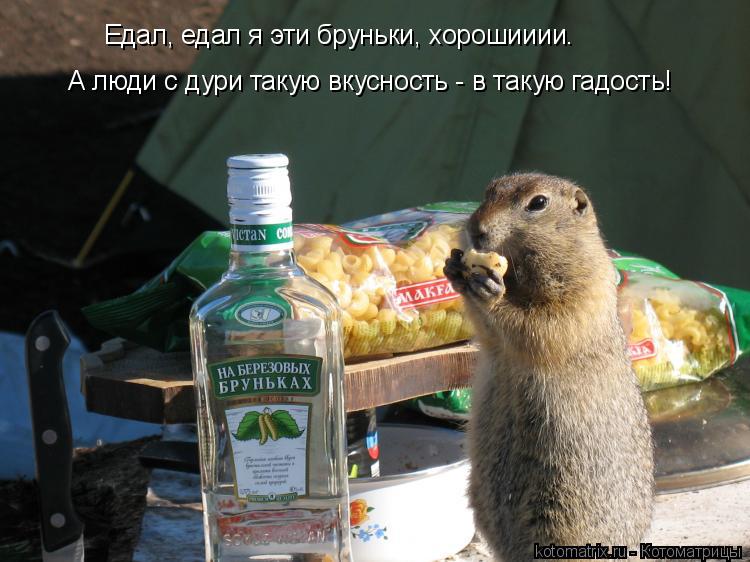 Едал, едал я эти бруньки, хорошииии. А люди с дури такую вкусность - в такую гадость!... Котоматрица: Едал, едал я эти бруньки, хорошииии. А люди с дури такую вкусность - в такую гадость!