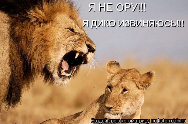 Я НЕ ОРУ!!! Я ДИКО ИЗВИНЯЮСЬ!!!... Котоматрица: Я НЕ ОРУ!!! Я ДИКО ИЗВИНЯЮСЬ!!!