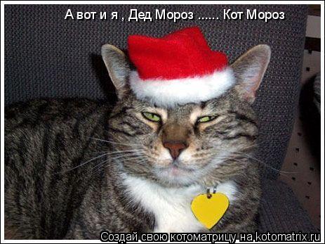 А вот и я , Дед Мороз ...... Кот Мороз... Котоматрица: А вот и я , Дед Мороз ...... Кот Мороз