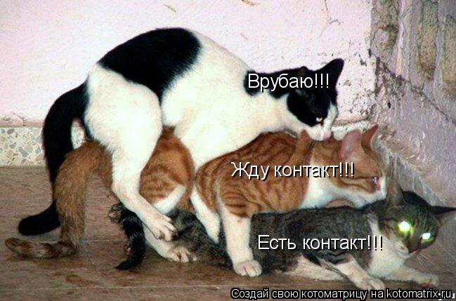 Есть контакт!!! Жду контакт!!! Врубаю!!!... Котоматрица: Есть контакт!!! Жду контакт!!! Врубаю!!!