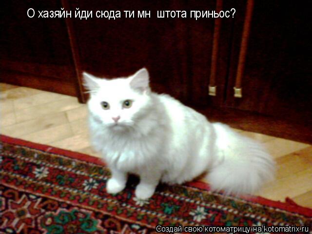 Котоматрица: O хазяйн йди сюда ти мнє штота приньос?