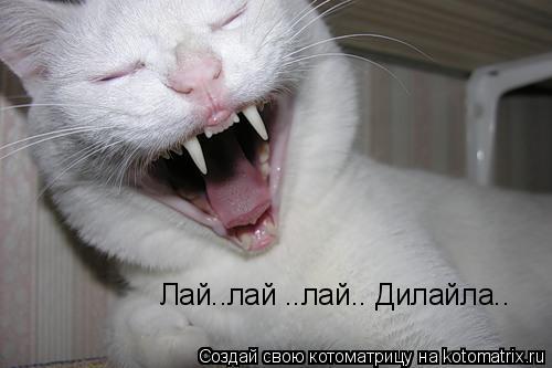 Лай..лай ..лай.. Дилайла..... Котоматрица: Лай..лай ..лай.. Дилайла..