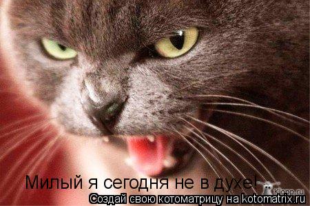Милый я сегодня не в духе!... Котоматрица: Милый я сегодня не в духе!