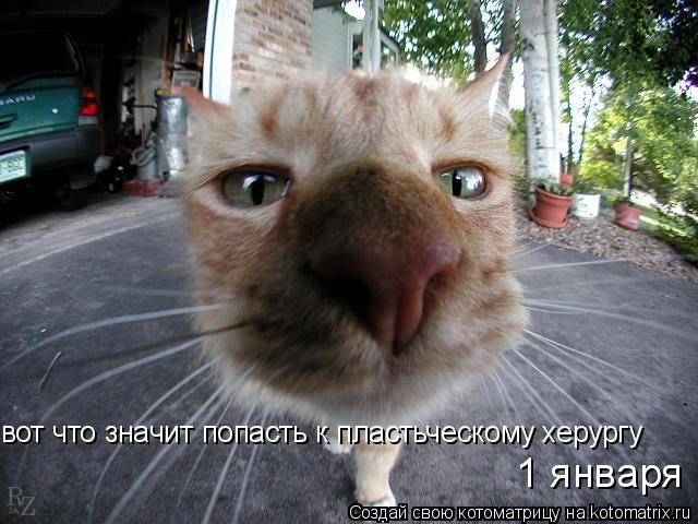 вот что значит попасть к пластьческому херургу 1 января... Котоматрица: вот что значит попасть к пластьческому херургу 1 января