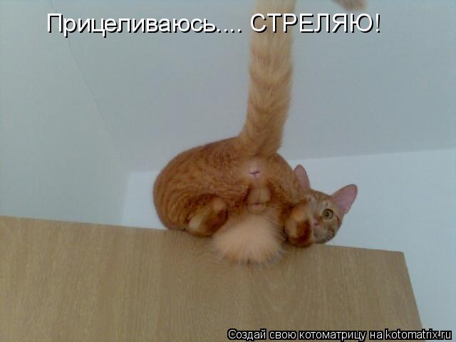 Прицеливаюсь.... СТРЕЛЯЮ!... Котоматрица: Прицеливаюсь.... СТРЕЛЯЮ!