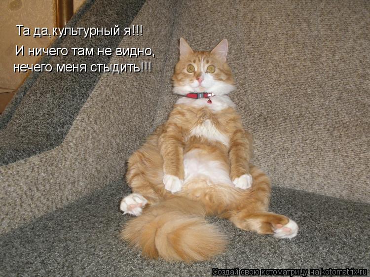 Та да,культурный я!!! И ничего там не видно, нечего меня стыдить!!!... Котоматрица: Та да,культурный я!!! И ничего там не видно, нечего меня стыдить!!!