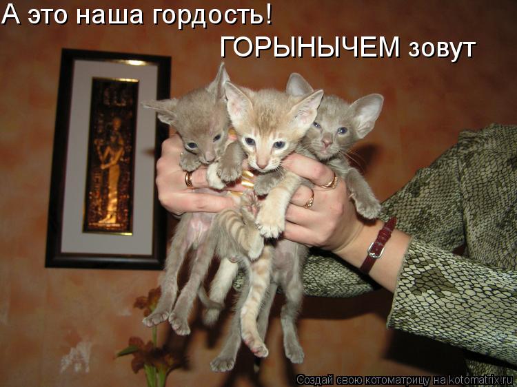 А это наша гордость! ГОРЫНЫЧЕМ зовут... Котоматрица: А это наша гордость! ГОРЫНЫЧЕМ зовут