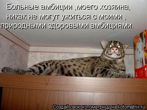 Больные амбиции ,моего хозяина, никак не могут ужиться с моими , природными здоровыми амбициями.... Котоматрица: Больные амбиции ,моего хозяина, никак не могут ужиться с моими , природными здоровыми амбициями.