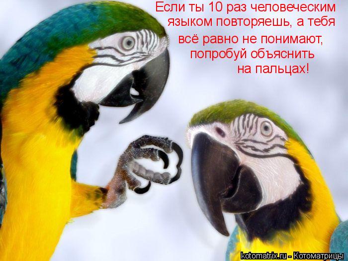 всё равно не понимают, попробуй объяснить на пальцах! Если ты 10 раз человеческим языком повторяешь,... Котоматрица: всё равно не понимают, попробуй объяснить на пальцах! Если ты 10 раз человеческим языком повторяешь, а тебя