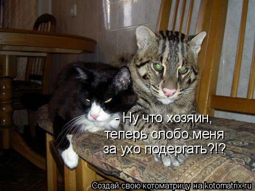 - Ну что хозяин, теперь слобо меня за ухо подергать?!?... Котоматрица: - Ну что хозяин, теперь слобо меня за ухо подергать?!?
