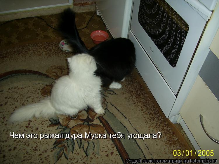 Чем это рыжая дура Мурка тебя угощала?... Котоматрица: Чем это рыжая дура Мурка тебя угощала?