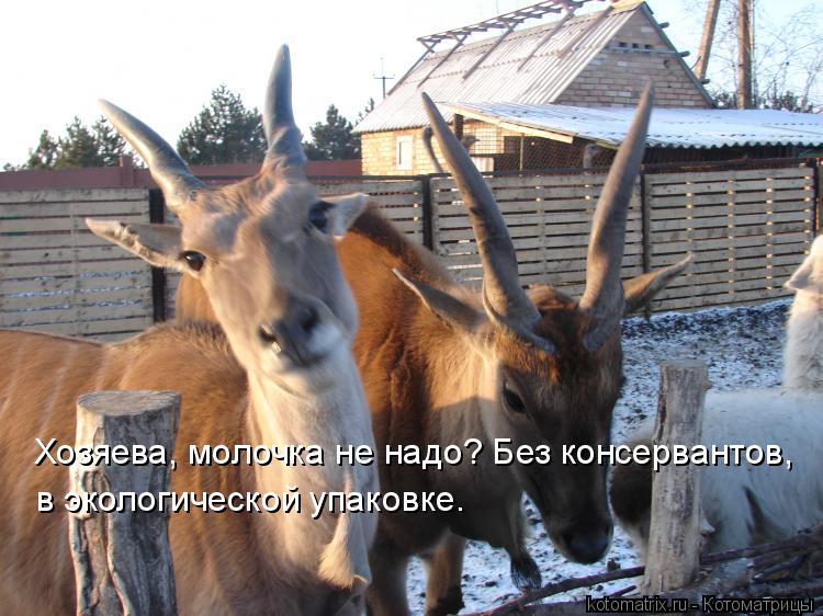 Хозяева, молочка не надо? Без консервантов, в экологической упаковке.... Котоматрица: Хозяева, молочка не надо? Без консервантов, в экологической упаковке.