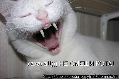 хахаха!!))) НЕ СМЕШИ КОТА!... Котоматрица: хахаха!!))) НЕ СМЕШИ КОТА!
