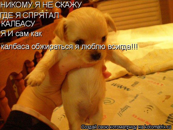 НИКОМУ Я НЕ СКАЖУ ГДЕ Я СПРЯТАЛ КАЛБАСУ Я И сам как калбаса обжираться я люблю всигда!!!... Котоматрица: НИКОМУ Я НЕ СКАЖУ ГДЕ Я СПРЯТАЛ КАЛБАСУ Я И сам как калбаса обжираться я люблю всигда!!!