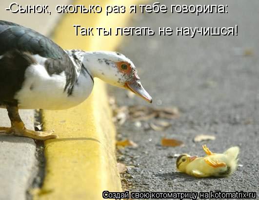 -Сынок, сколько раз я тебе говорила: Так ты летать не научишся!... Котоматрица: -Сынок, сколько раз я тебе говорила: Так ты летать не научишся!