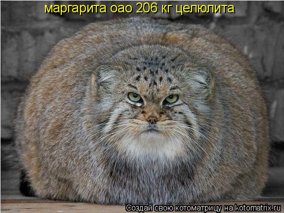 маргарита оао 206 кг целюлита... Котоматрица: маргарита оао 206 кг целюлита