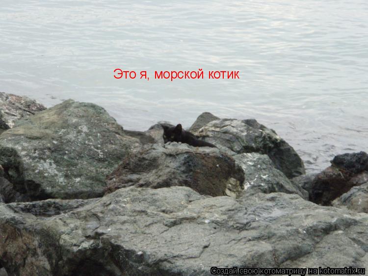 Это я, морской котик... Котоматрица: Это я, морской котик