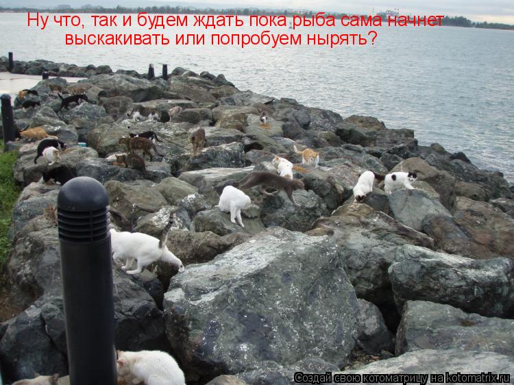 Ну что, так и будем ждать пока рыба сама начнет выскакивать или попробуем нырять?... Котоматрица: Ну что, так и будем ждать пока рыба сама начнет выскакивать или попробуем нырять?