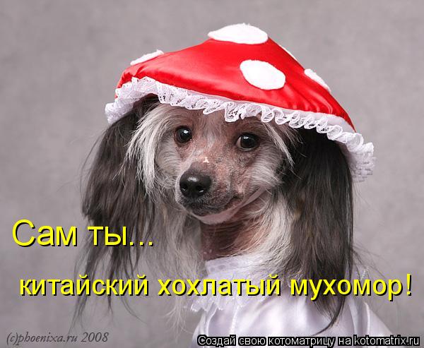 Сам ты... китайский хохлатый мухомор!... Котоматрица: Сам ты... китайский хохлатый мухомор!