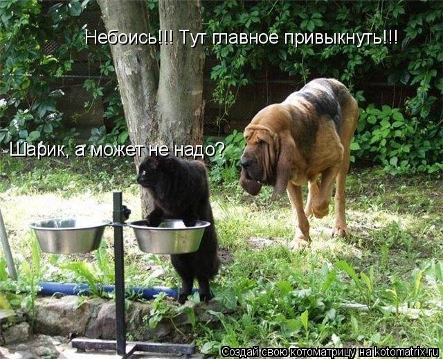 Шарик, а может не надо? Небоись!!! Тут главное привыкнуть!!!... Котоматрица: Шарик, а может не надо? Небоись!!! Тут главное привыкнуть!!!