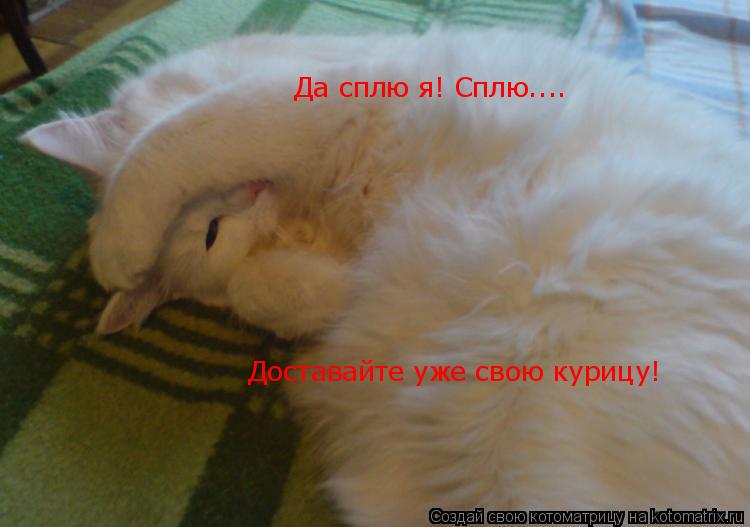 Да сплю я! Сплю.... Доставайте уже свою курицу!... Котоматрица: Да сплю я! Сплю.... Доставайте уже свою курицу!
