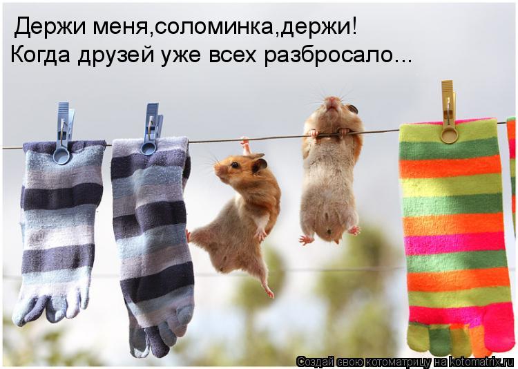 Держи меня,соломинка,держи! Когда друзей уже всех разбросало...... Котоматрица: Держи меня,соломинка,держи! Когда друзей уже всех разбросало...