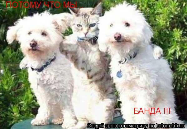 ПОТОМУ ЧТО МЫ .. БАНДА !!!... Котоматрица: ПОТОМУ ЧТО МЫ .. БАНДА !!!