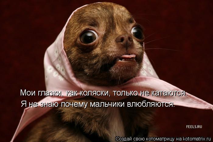 Мои глазки, как коляски, только не катаются. Я не знаю почему мальчики влюбляются.... Котоматрица: Мои глазки, как коляски, только не катаются. Я не знаю почему мальчики влюбляются.